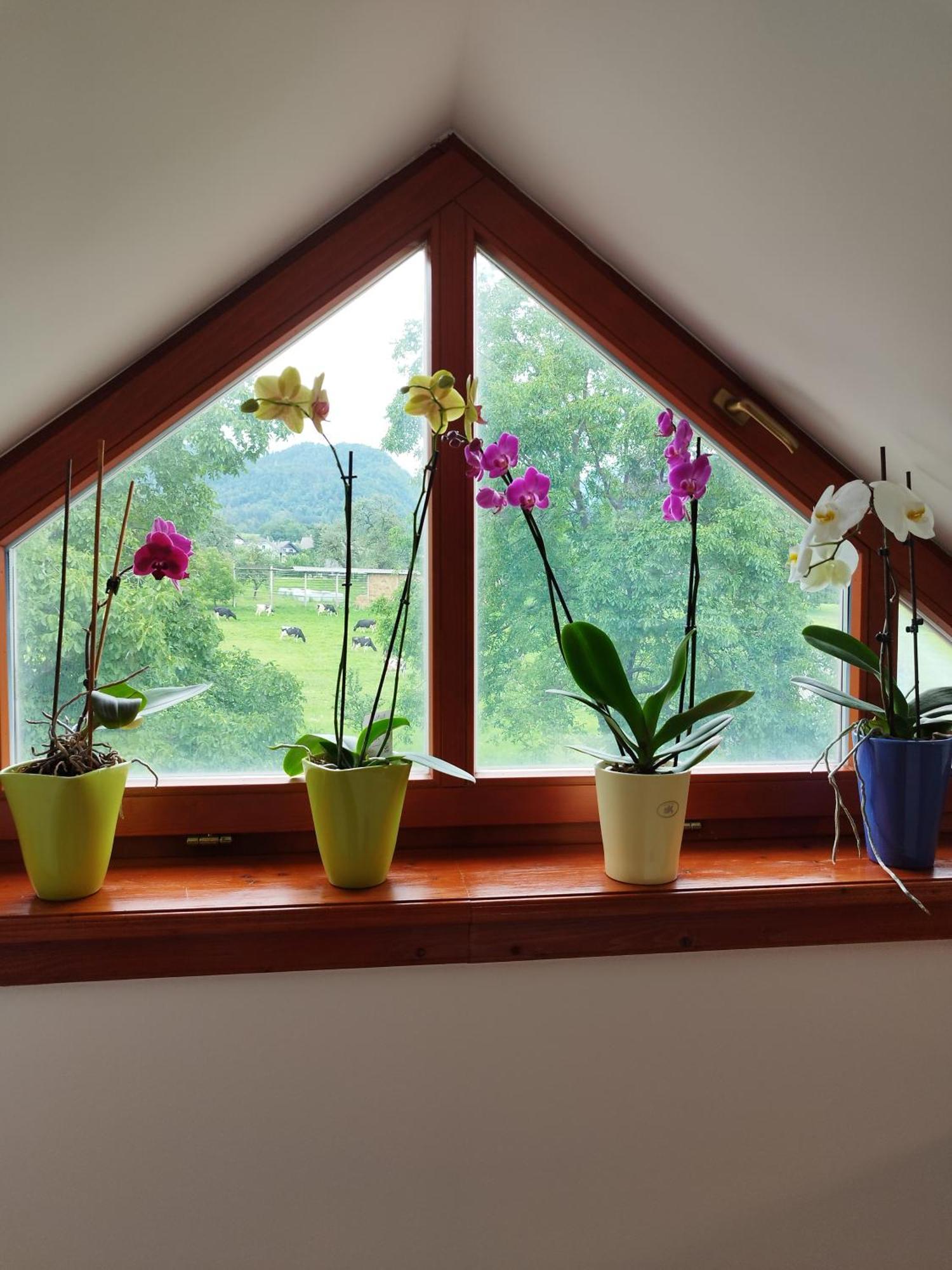 Apartma Julia Spodnje Gorje Extérieur photo